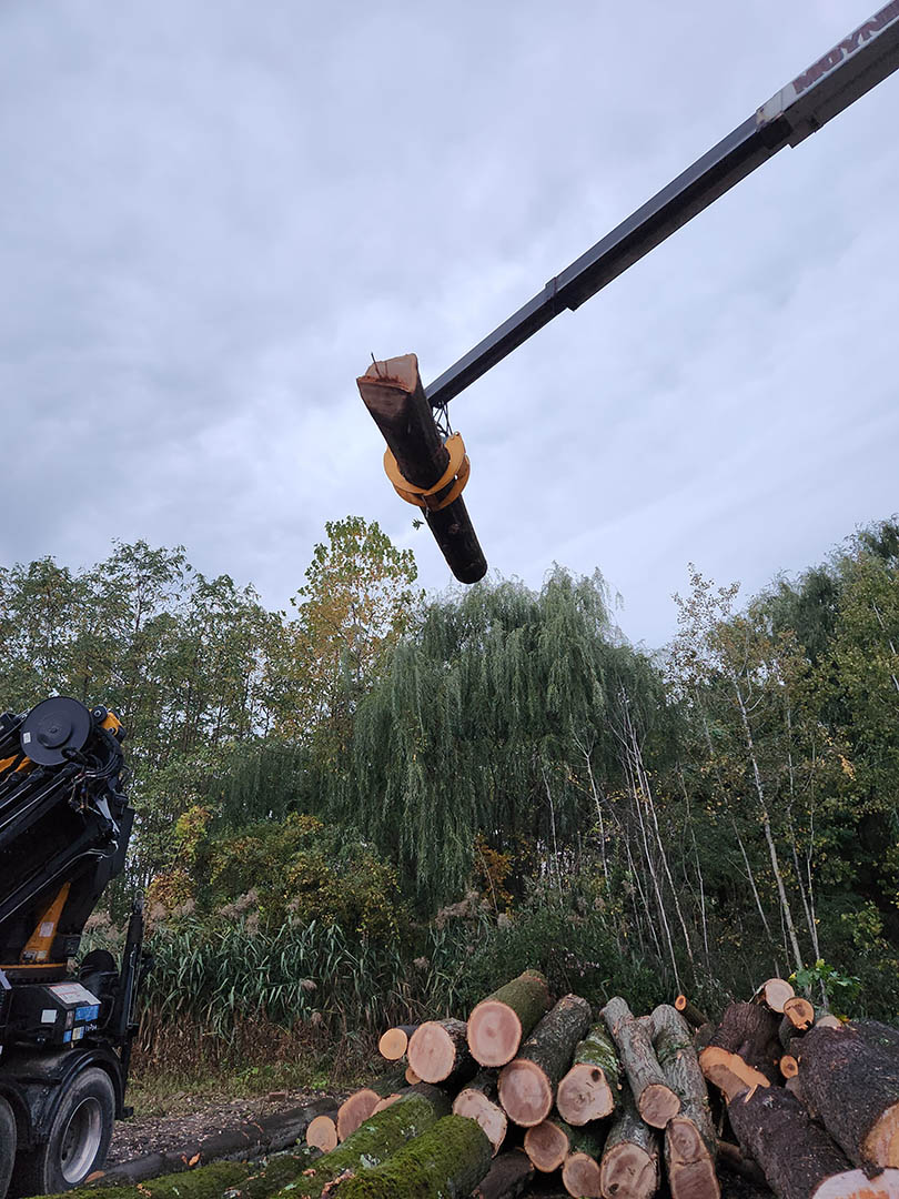 Tree removal and related services