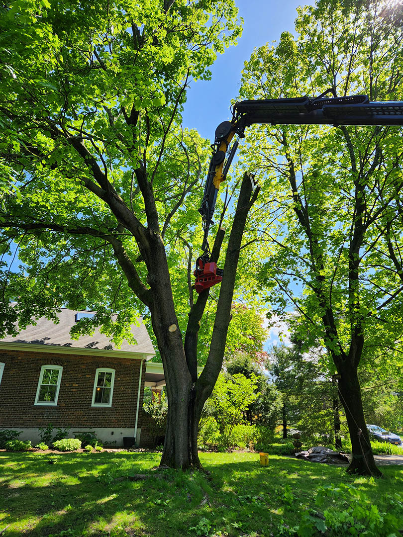 Tree removal and related services