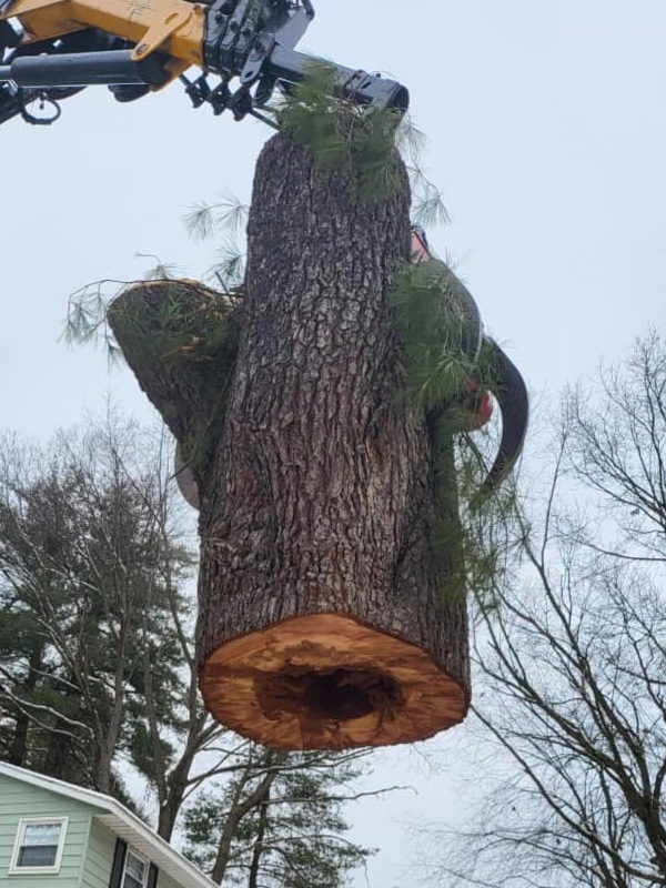 Tree removal and related services