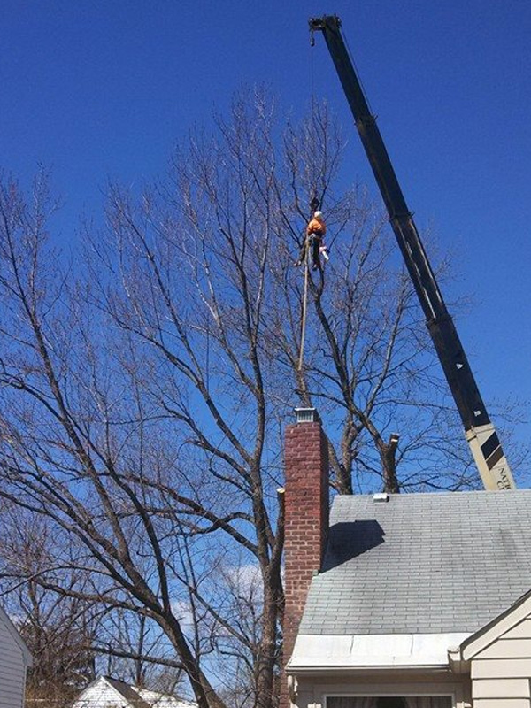 Tree removal and related services