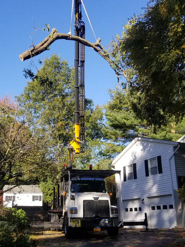 Tree removal and related services
