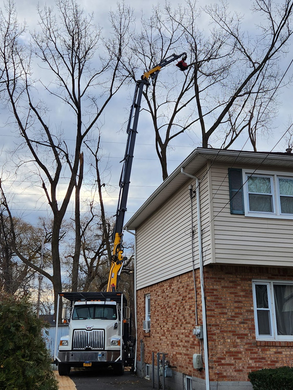 Tree removal and related services