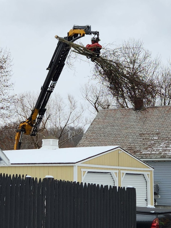 Tree removal and related services