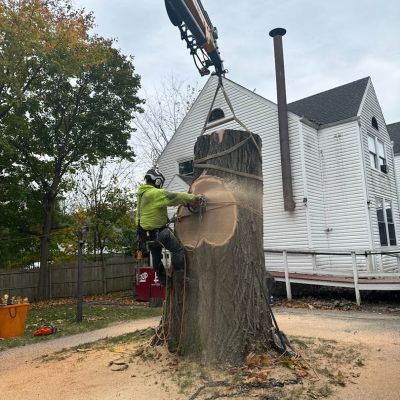 Tree care project image