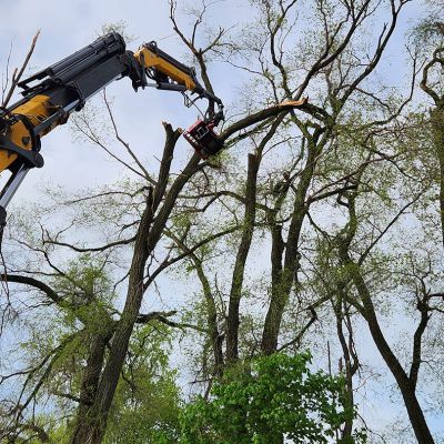 Tree care project image