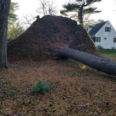 Emergency tree service operation site