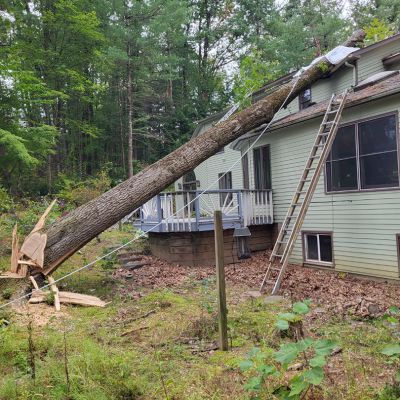 Incorrect tree service practice