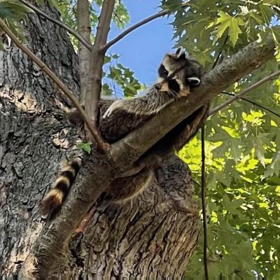 Tree care project image