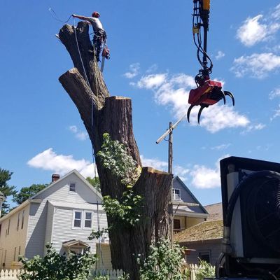 Tree care project image